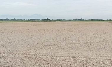Farm Lot 5.5 Hectares in Brgy. Castillo Concepcion, Tarlac for Sale