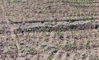 Farm Lot 5.5 Hectares in Brgy. Castillo Concepcion, Tarlac for Sale