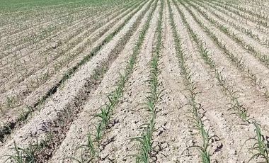 Farm Lot 5.5 Hectares in Brgy. Castillo Concepcion, Tarlac for Sale