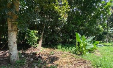 1HA Agri-tourism Farm Lot with bundant flowing fresh water at Balingasag