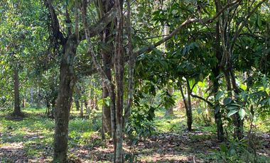 Lot For Sale San Pablo Laguna - Dolores Quezon Boundary