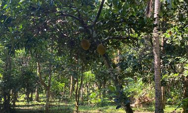 Lot For Sale San Pablo Laguna - Dolores Quezon Boundary