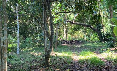 Lot For Sale San Pablo Laguna - Dolores Quezon Boundary
