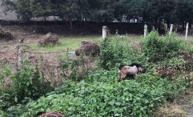 Lot for Sale in Valencia Negros Oriental
