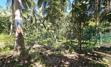12,600 sqm clean title for sale with 100 mango & 120 coconut trees Carmen Cebu