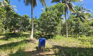 12,600 sqm clean title for sale with 100 mango & 120 coconut trees Carmen Cebu
