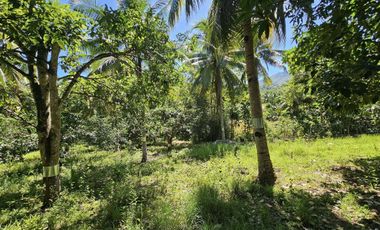 12,600 sqm clean title for sale with 100 mango & 120 coconut trees Carmen Cebu