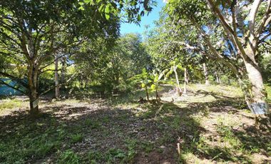 12,600 sqm clean title for sale with 100 mango & 120 coconut trees Carmen Cebu