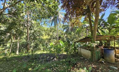12,600 sqm clean title for sale with 100 mango & 120 coconut trees Carmen Cebu