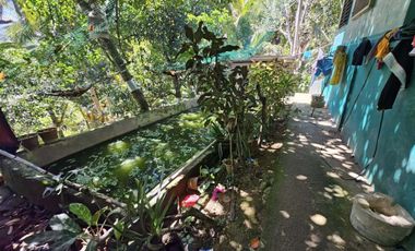 12,600 sqm clean title for sale with 100 mango & 120 coconut trees Carmen Cebu