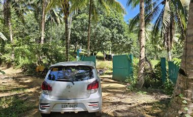 12,600 sqm clean title for sale with 100 mango & 120 coconut trees Carmen Cebu