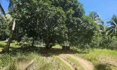 12,600 sqm clean title for sale with 100 mango & 120 coconut trees Carmen Cebu