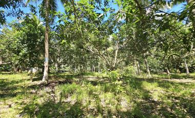 12,600 sqm clean title for sale with 100 mango & 120 coconut trees Carmen Cebu