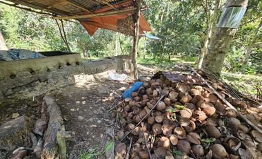 12,600 sqm clean title for sale with 100 mango & 120 coconut trees Carmen Cebu