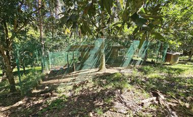 12,600 sqm clean title for sale with 100 mango & 120 coconut trees Carmen Cebu