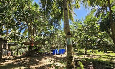 12,600 sqm clean title for sale with 100 mango & 120 coconut trees Carmen Cebu