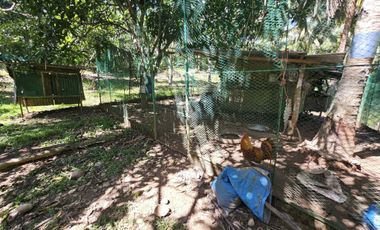 12,600 sqm clean title for sale with 100 mango & 120 coconut trees Carmen Cebu