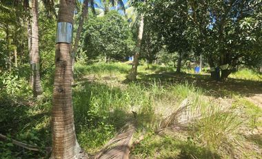 12,600 sqm clean title for sale with 100 mango & 120 coconut trees Carmen Cebu