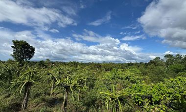 TAGBILARAN LOT FOR SALE - 5000 square meter