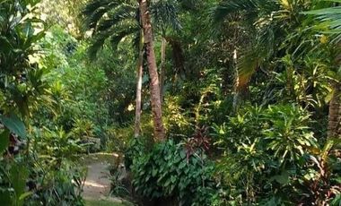 Live With Nature | Overlooking Lot With City View And Small River