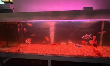 4.9m Bungalow Renovated House for Sale / Assume!!! in Catalunan pequeno