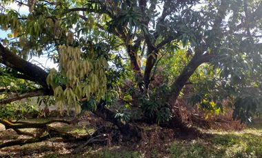 2240SQM Residential Lot for sale in Cupang, Arayat