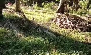 2.28HA Agri-land in Nlamco, Balingasag, Misamis Oriental for Sale