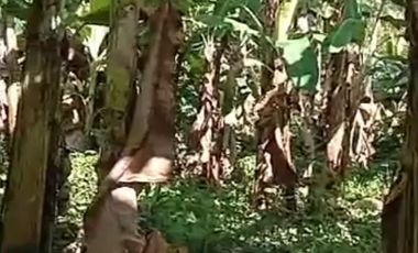2.28HA Agri-land in Nlamco, Balingasag, Misamis Oriental for Sale