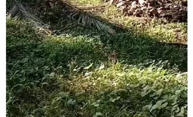 2.28HA Agri-land in Nlamco, Balingasag, Misamis Oriental for Sale