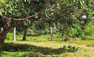 Subdivided 2400 sqm Lot in Puerto Princesa Palawan