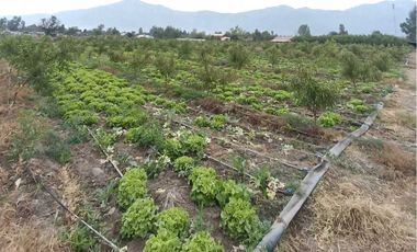 Parcela en venta en COLTAUCO