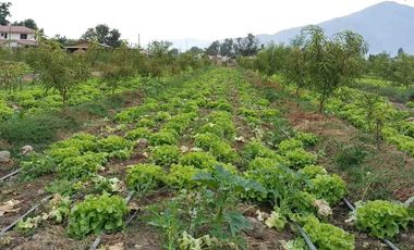 Parcela en venta en COLTAUCO