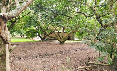 XG_VENTA TERRENO EN GUAYLLABAMBA 2.500 m² con Producción de Aguacates, esquinero.