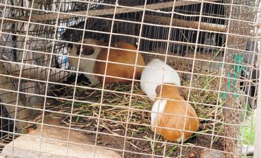 XG_VENTA TERRENO EN GUAYLLABAMBA 2.500 m² con Producción de Aguacates, esquinero.