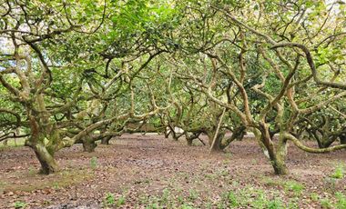 XG_VENTA TERRENO EN GUAYLLABAMBA 2.500 m² con Producción de Aguacates, esquinero.