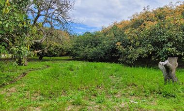 XG_VENTA TERRENO EN GUAYLLABAMBA 2.500 m² con Producción de Aguacates, esquinero.
