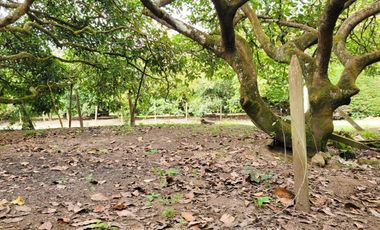 XG_VENTA TERRENO EN GUAYLLABAMBA 2.500 m² con Producción de Aguacates, esquinero.