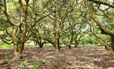 XG_VENTA TERRENO EN GUAYLLABAMBA 2.500 m² con Producción de Aguacates, esquinero.