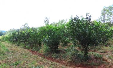 CHACRA 40 HA