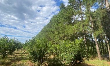 CHACRA 40 HA