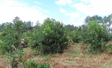 CHACRA 40 HA