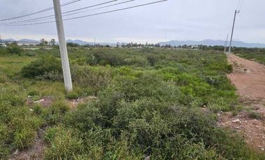 Tereno  sobre la carretera Actopan -Pachuca