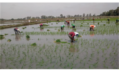 i023108 - VENTA FUNDO - HONORIA