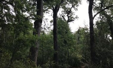 Los Copihues/Los Peumos - Parcela - Venta