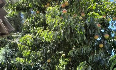 Las Pataguas/Pasaje El Roble - Parcela - Venta