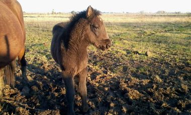 Ruta 5 Sur/Huenutil del Peumo - Agricola - Venta