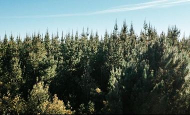 Camino San Ignacio/Camino Pinto - Parcela - Venta