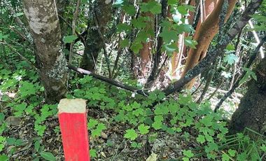 Parcela en Venta en LITRORO S/N LA COLONIA, LOS MUERMOS