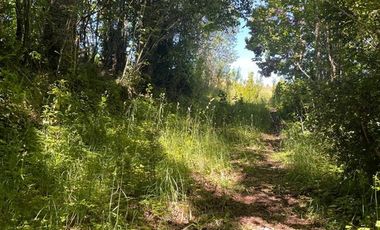 Parcela en Venta en LITRORO S/N LA COLONIA, LOS MUERMOS