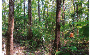 SE VENDE FINCA EN CHEPO - 7105RC